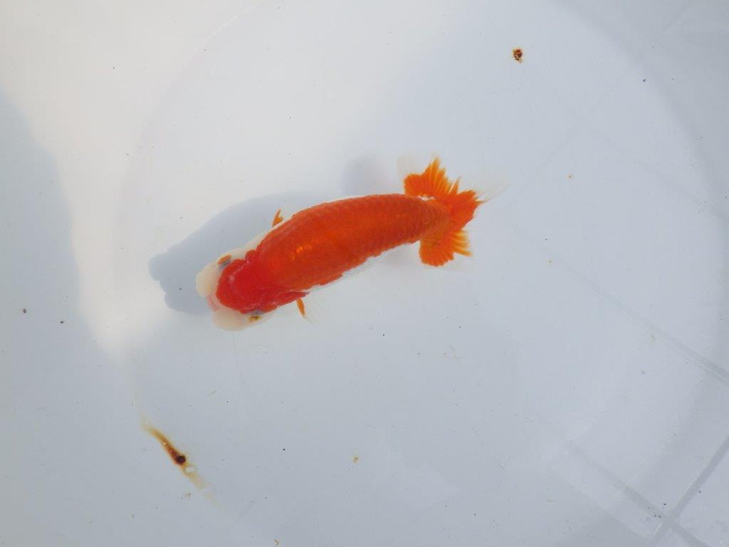 【全国大会東大関獲得系統 】綺麗な柄の更紗 明け二歳らんちゅう 約14㎝  オス？