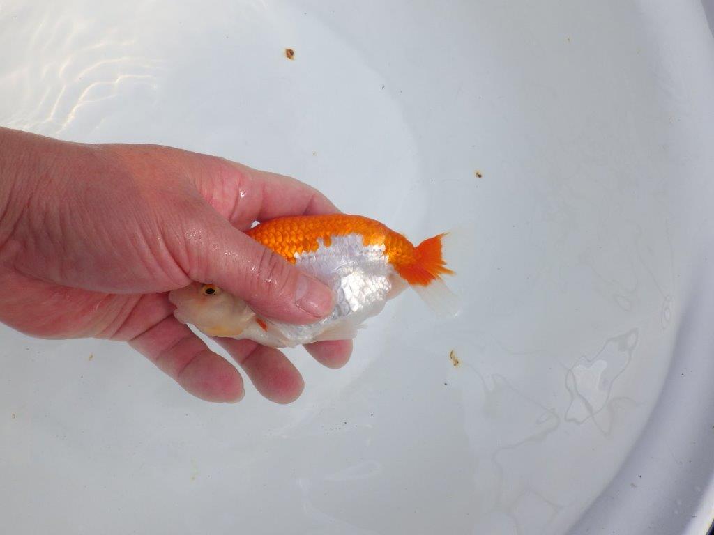 【全国大会東大関獲得系統 】綺麗な柄の更紗 明け二歳らんちゅう 約14㎝  オス？