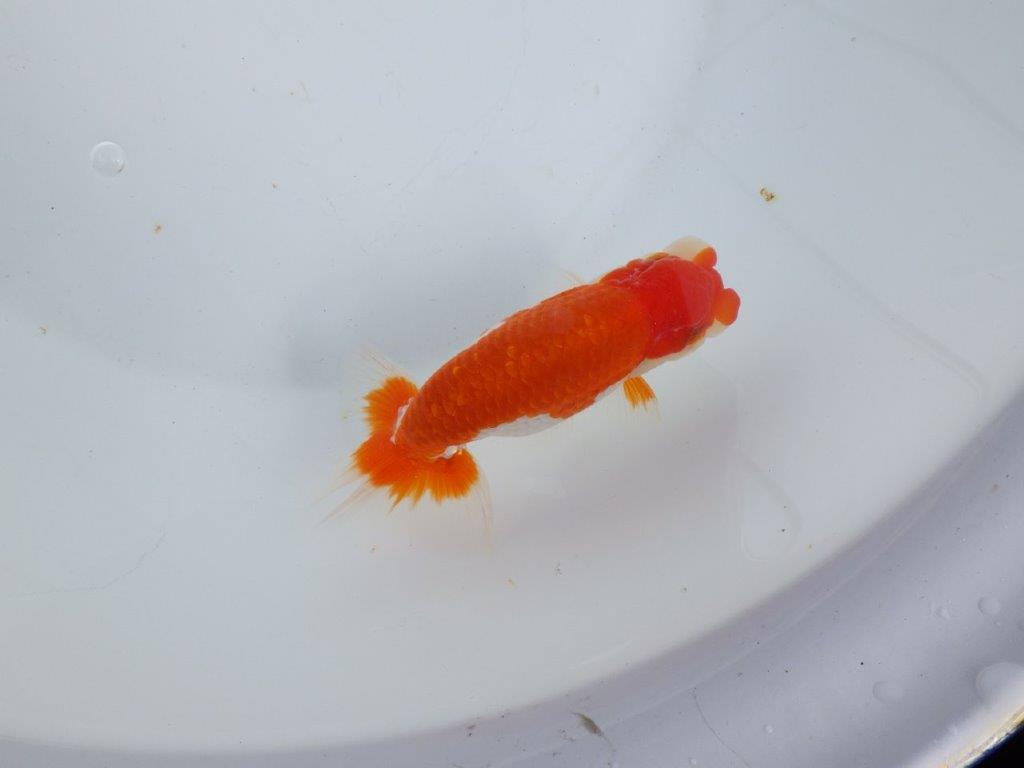 【全国大会東大関獲得系統 】素晴らしいフンタン＆綺麗な柄 明け二歳らんちゅう 約13,5㎝  オス？