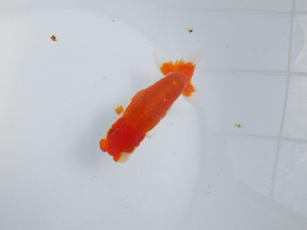 【全国大会東大関獲得系統 】素晴らしいフンタン＆綺麗な柄 明け二歳らんちゅう 約13,5㎝  オス？