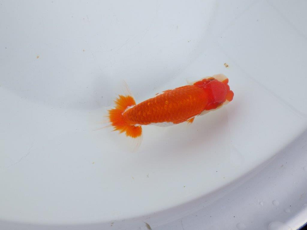 【全国大会東大関獲得系統 】素晴らしいフンタン＆綺麗な柄 明け二歳らんちゅう 約13,5㎝  オス？