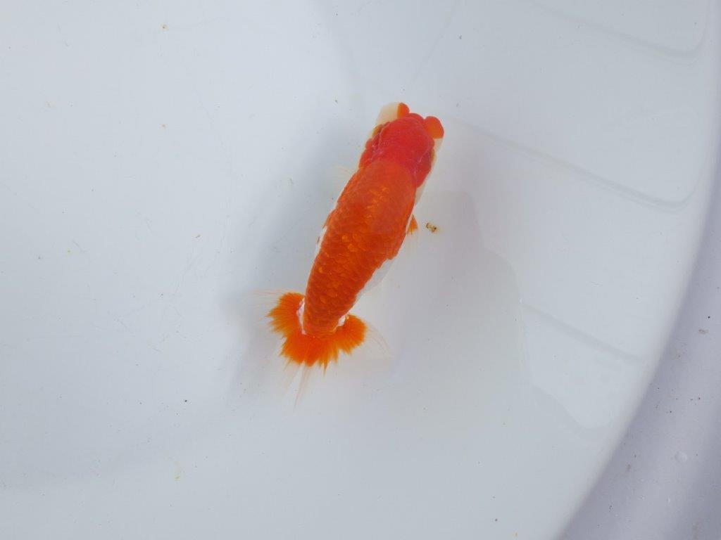 【全国大会東大関獲得系統 】素晴らしいフンタン＆綺麗な柄 明け二歳らんちゅう 約13,5㎝  オス？