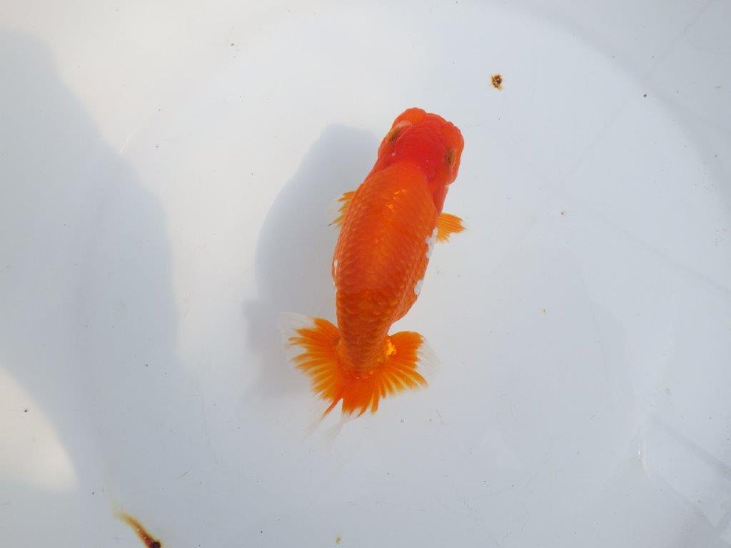 【全国大会東大関獲得系統 】素晴らしい尾型・構え! 明け二歳らんちゅう 約13㎝ オス?