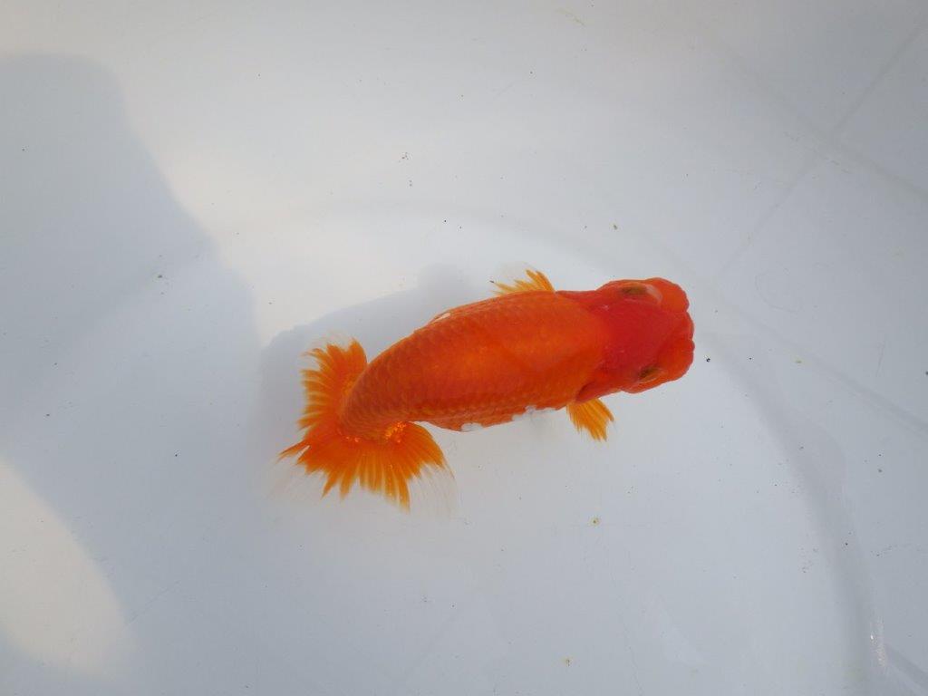 【全国大会東大関獲得系統 】素晴らしい尾型・構え! 明け二歳らんちゅう 約13㎝ オス?