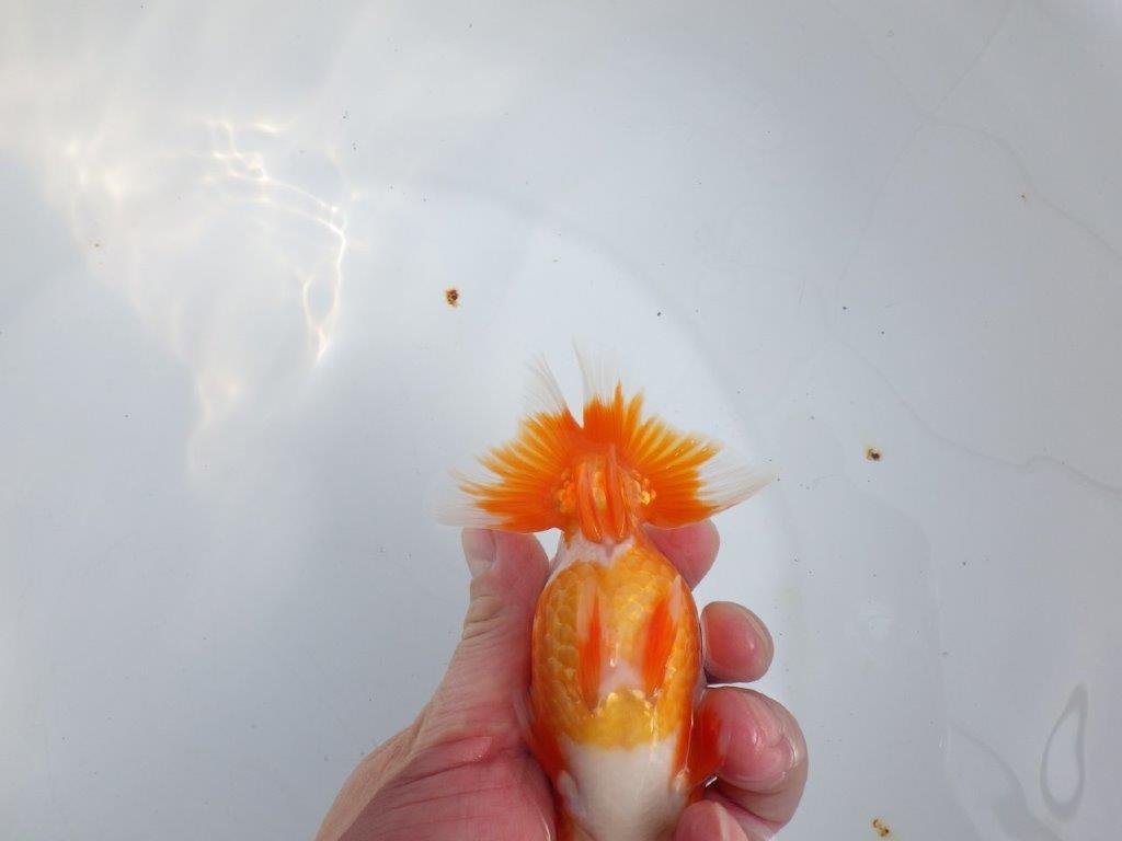 【全国大会東大関獲得系統 】素晴らしい尾型・構え! 明け二歳らんちゅう 約13㎝ オス?