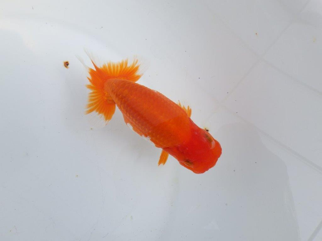 【全国大会東大関獲得系統 】素晴らしい尾型・構え! 明け二歳らんちゅう 約13㎝ オス?