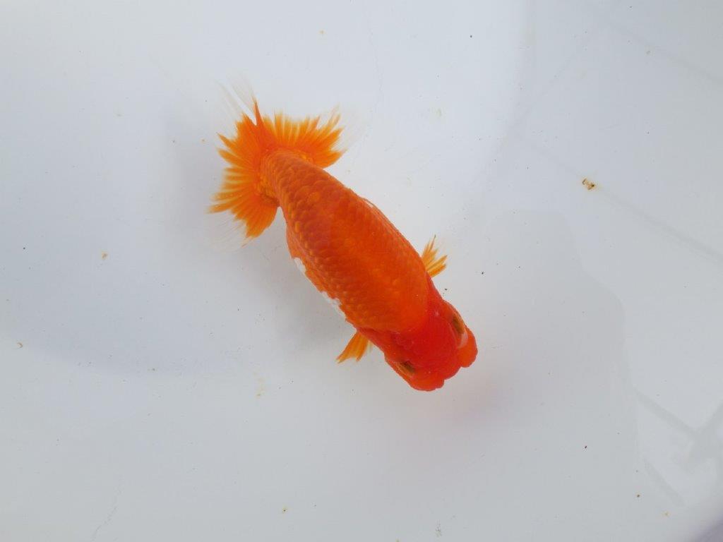 【全国大会東大関獲得系統 】素晴らしい尾型・構え! 明け二歳らんちゅう 約13㎝ オス?