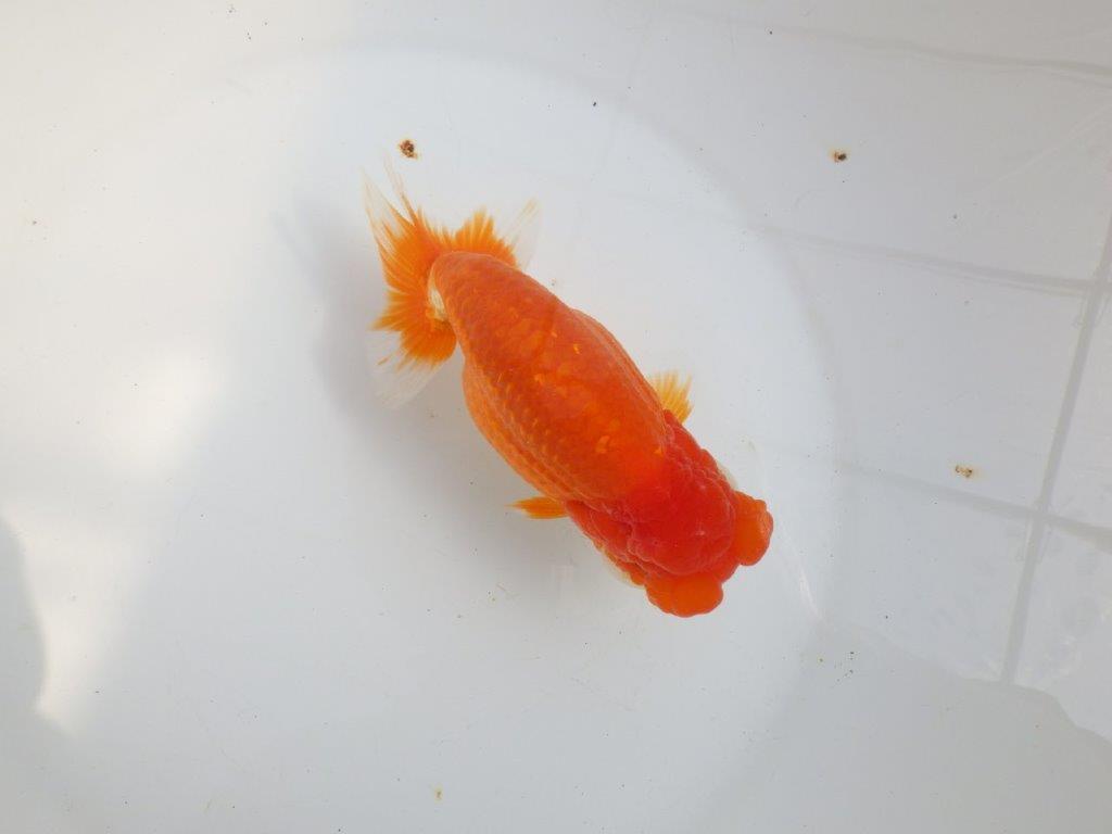 【全国大会東大関獲得系統 】飼い込みお勧め！！ 明け二歳らんちゅう 約16㎝  メス？