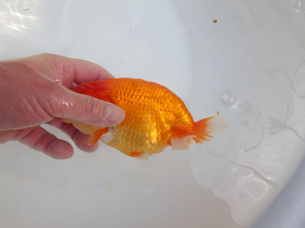 【全国大会東大関獲得系統 】飼い込みお勧め！！ 明け二歳らんちゅう 約16㎝  メス？