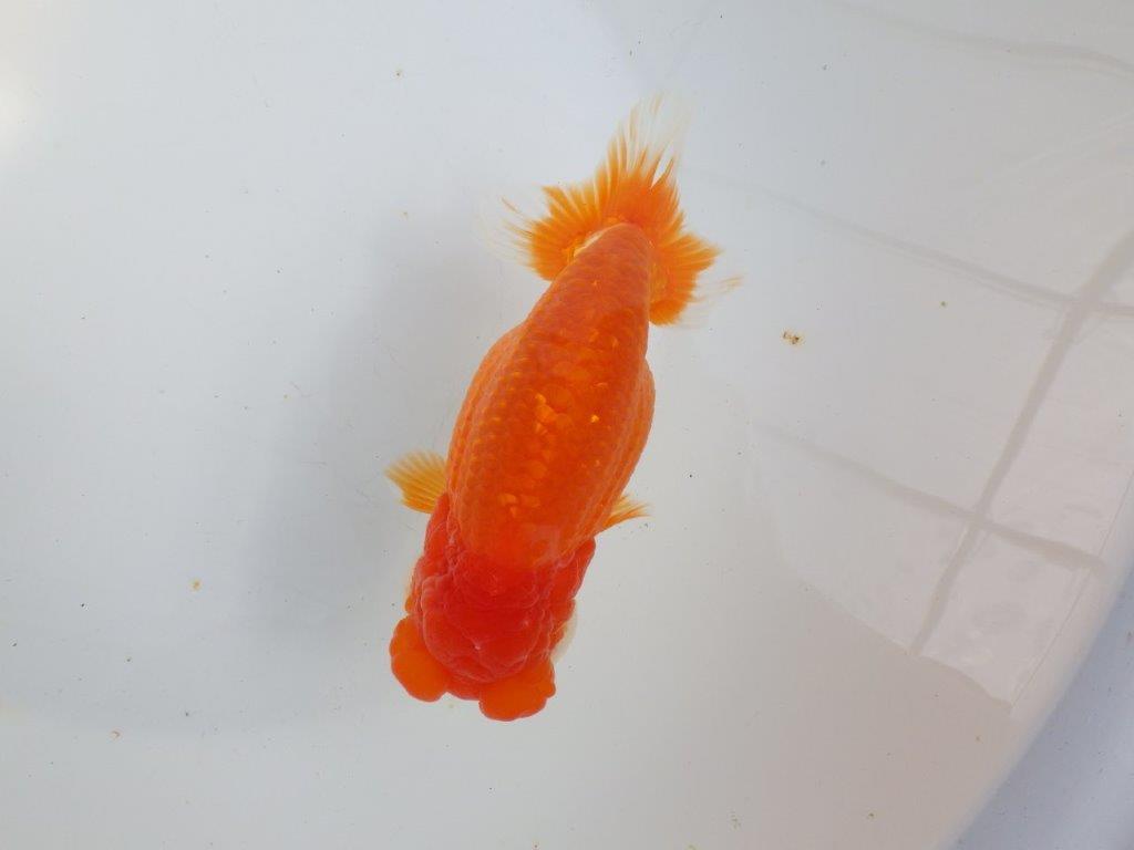 【全国大会東大関獲得系統 】飼い込みお勧め！！ 明け二歳らんちゅう 約16㎝  メス？