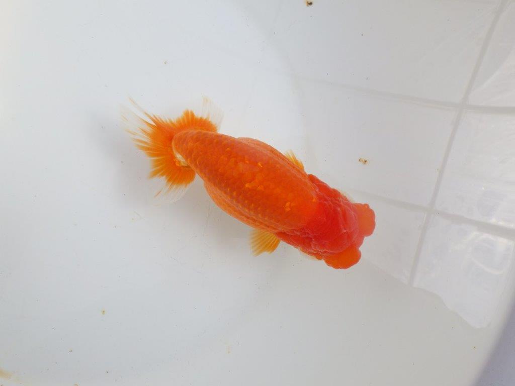 【全国大会東大関獲得系統 】飼い込みお勧め！！ 明け二歳らんちゅう 約16㎝  メス？