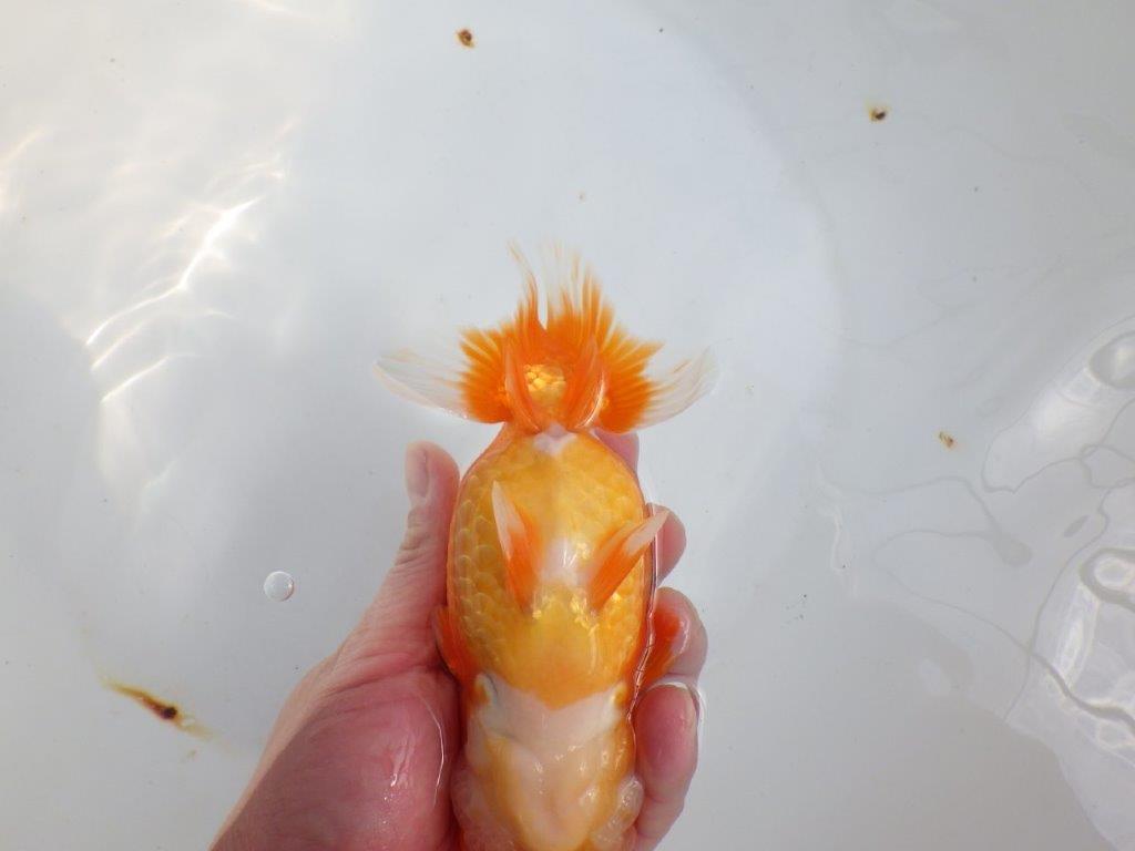 【全国大会東大関獲得系統 】飼い込みお勧め！！ 明け二歳らんちゅう 約16㎝  メス？