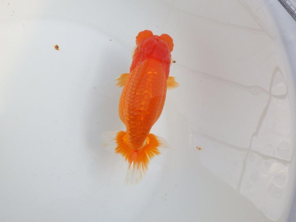 【全国大会東大関獲得系統 】飼い込みお勧め！！ 明け二歳らんちゅう 約16㎝  メス？