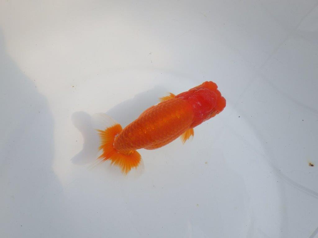 【全国大会東大関獲得系統 】目指せ品評大会!! 明け二歳らんちゅう 約14㎝ オス?