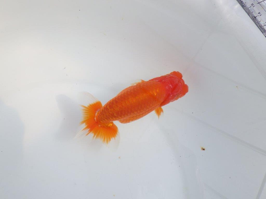 【全国大会東大関獲得系統 】目指せ品評大会!! 明け二歳らんちゅう 約14㎝ オス?