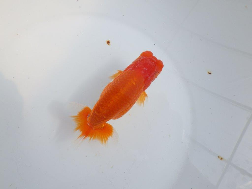 【全国大会東大関獲得系統 】目指せ品評大会!! 明け二歳らんちゅう 約14㎝ オス?