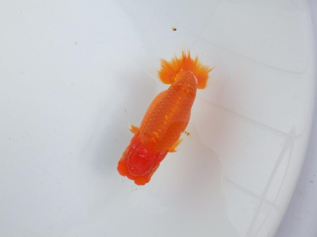 【全国大会東大関獲得系統 】目指せ品評大会!! 明け二歳らんちゅう 約14㎝ オス?