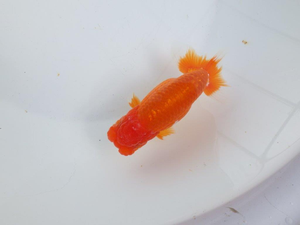 【全国大会東大関獲得系統 】目指せ品評大会！！ 明け二歳らんちゅう 約14㎝  オス？の上身