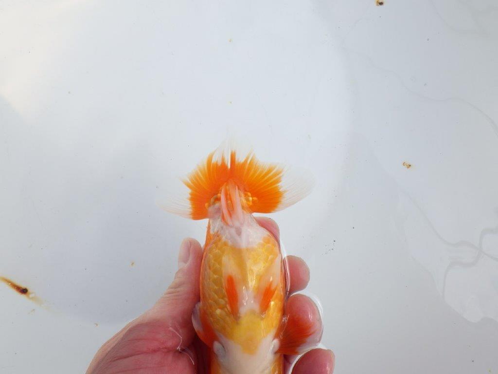 【全国大会東大関獲得系統 】目指せ品評大会!! 明け二歳らんちゅう 約14㎝ オス?