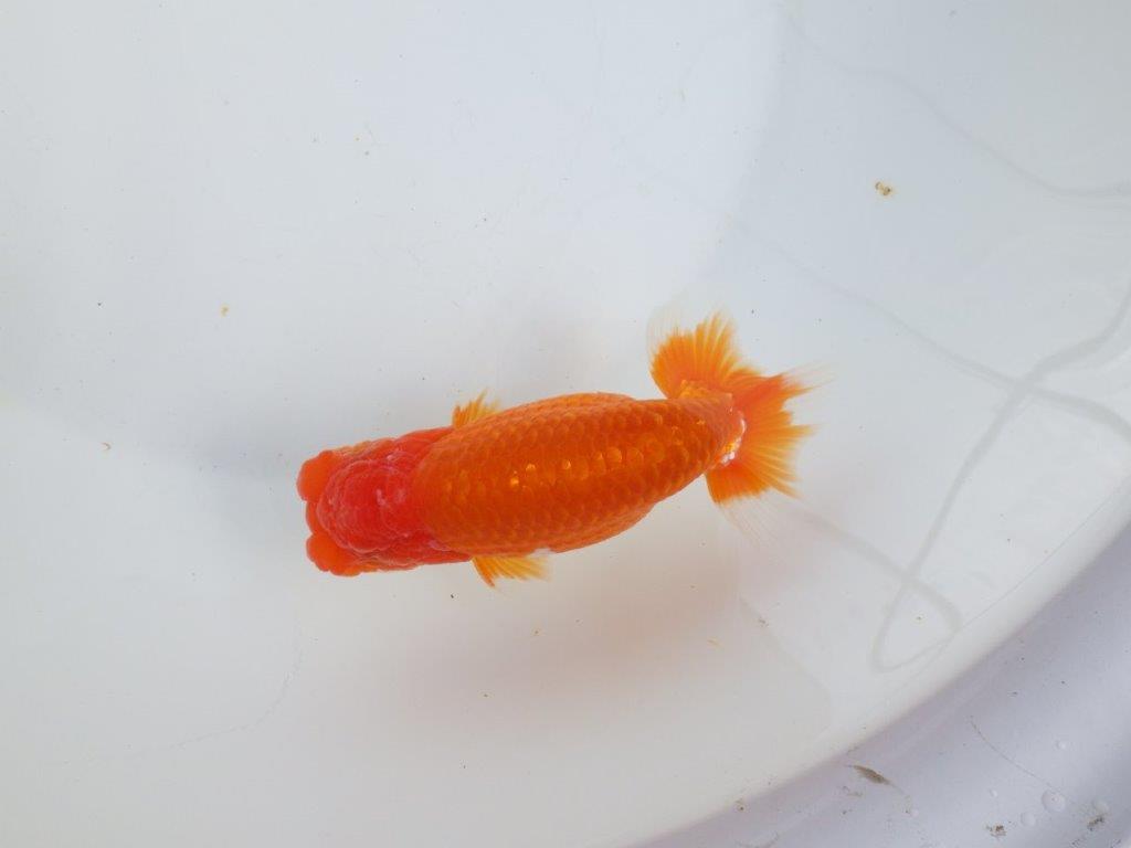 【全国大会東大関獲得系統 】目指せ品評大会!! 明け二歳らんちゅう 約14㎝ オス?