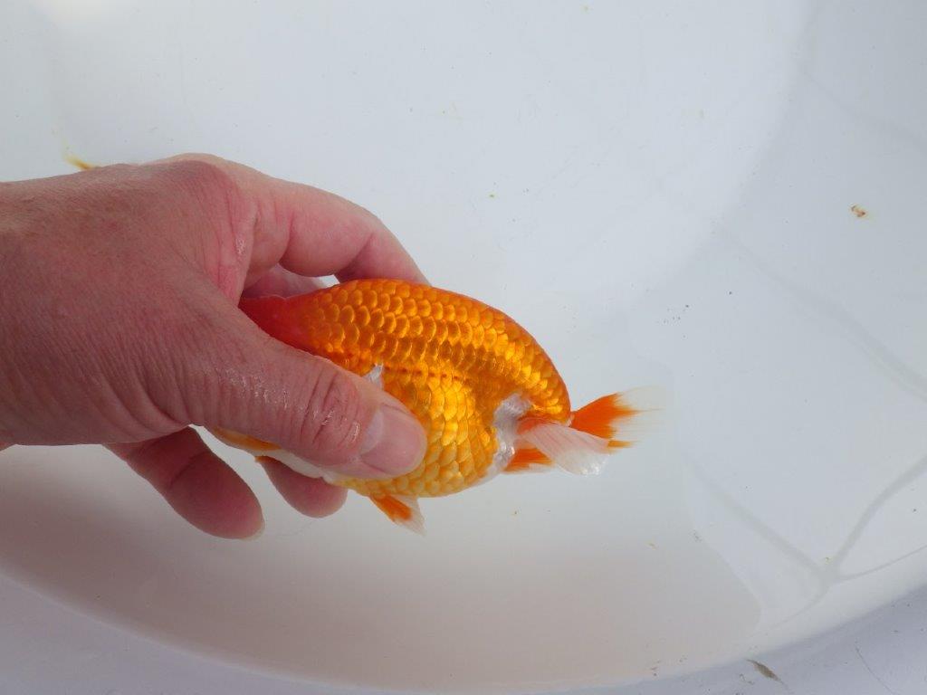 【全国大会東大関獲得系統 】目指せ品評大会!! 明け二歳らんちゅう 約14㎝ オス?