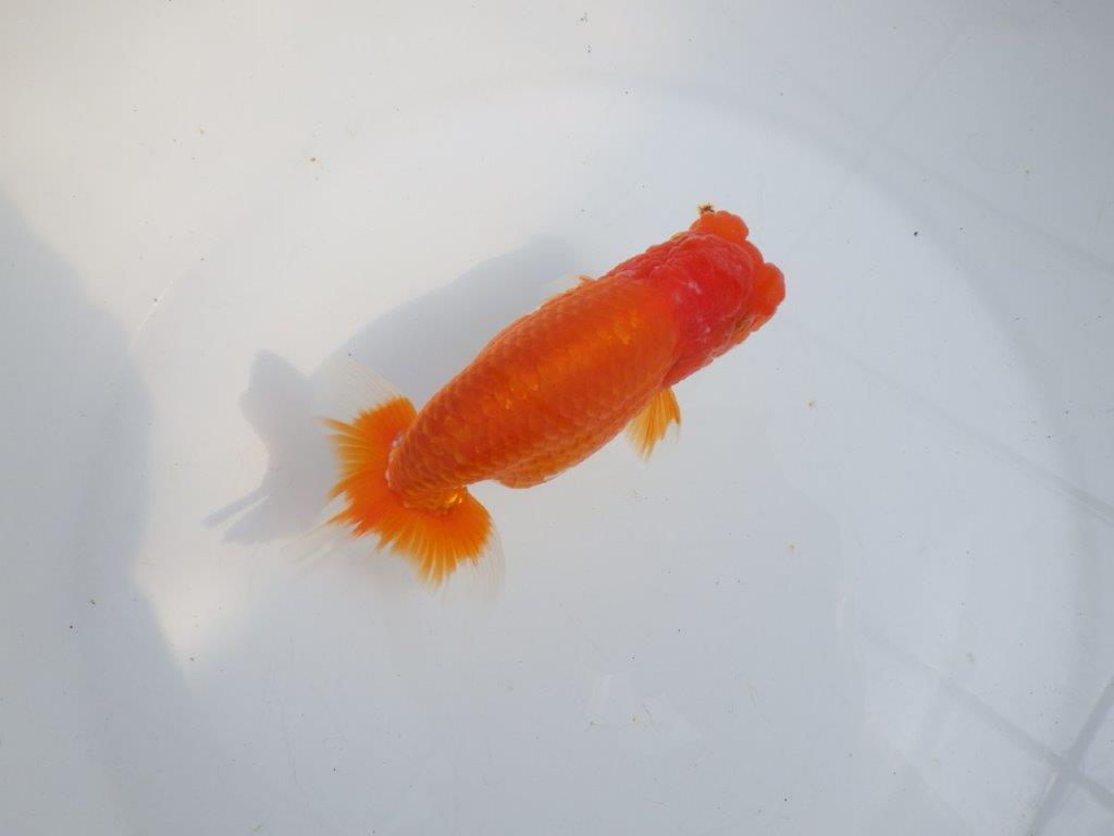 【全国大会東大関獲得系統 】目指せ品評大会!! 明け二歳らんちゅう 約14㎝ オス?