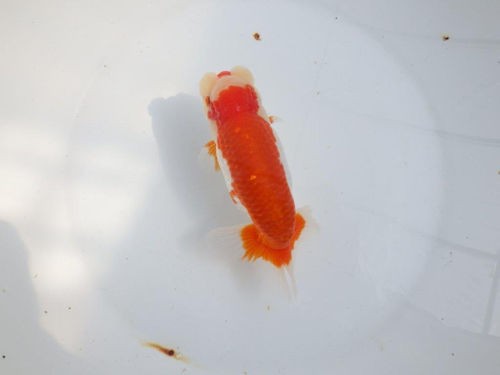 【全国大会東大関獲得系統 】オスでこの太さ！！！ 明け二歳らんちゅう 約16㎝  オス？の上身