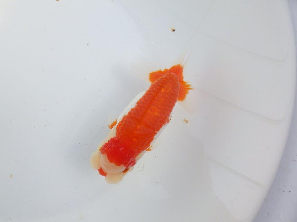 【全国大会東大関獲得系統 】オスでこの太さ！！！ 明け二歳らんちゅう 約16㎝  オス？