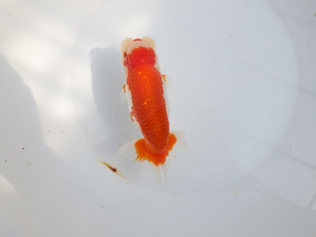 【全国大会東大関獲得系統 】オスでこの太さ！！！ 明け二歳らんちゅう 約16㎝  オス？