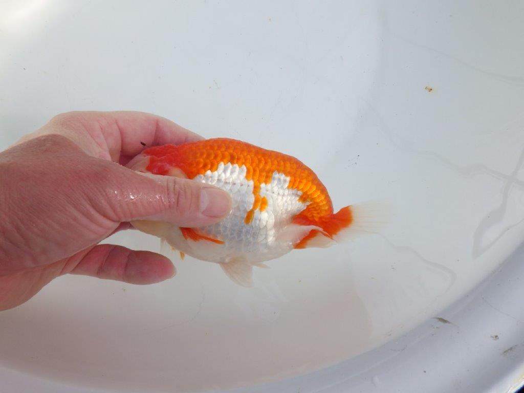 【全国大会東大関獲得系統 】オスでこの太さ！！！ 明け二歳らんちゅう 約16㎝  オス？