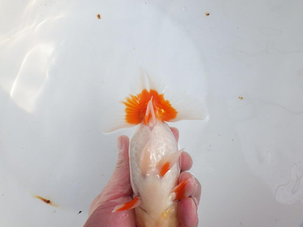 【全国大会東大関獲得系統 】オスでこの太さ！！！ 明け二歳らんちゅう 約16㎝  オス？