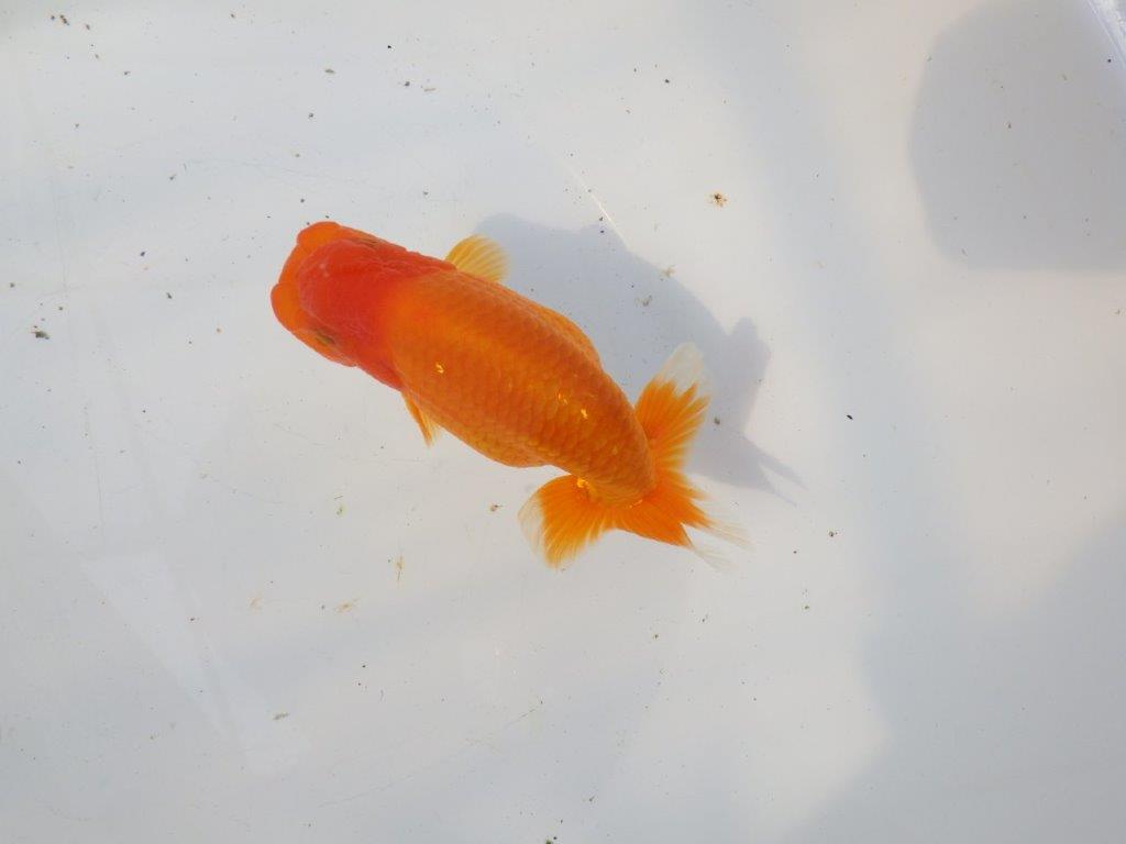 【 愛知超優良系統様】素晴らしい尾構えが魅力の明け二歳らんちゅう 約14㎝