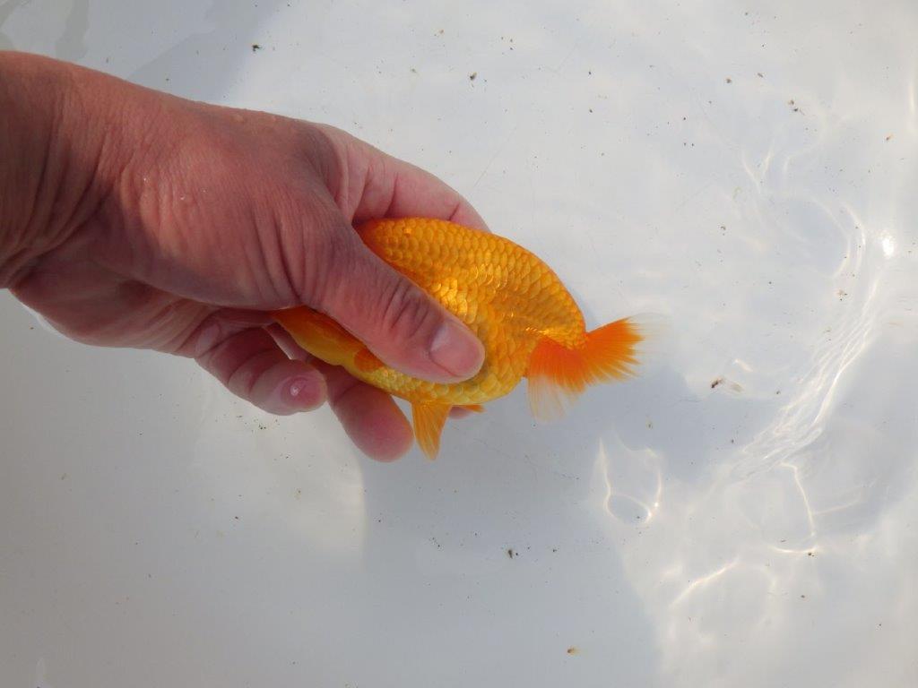 【 愛知超優良系統様】素晴らしい尾構えが魅力の明け二歳らんちゅう 約14㎝