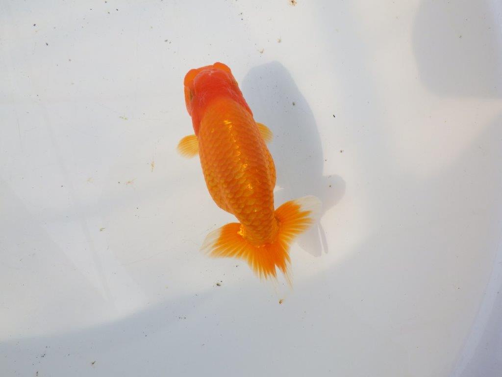 【 愛知超優良系統様】素晴らしい尾構えが魅力の明け二歳らんちゅう 約14㎝の上身