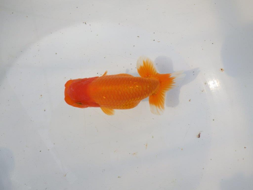 【 愛知超優良系統様】素晴らしい尾構えが魅力の明け二歳らんちゅう 約14㎝