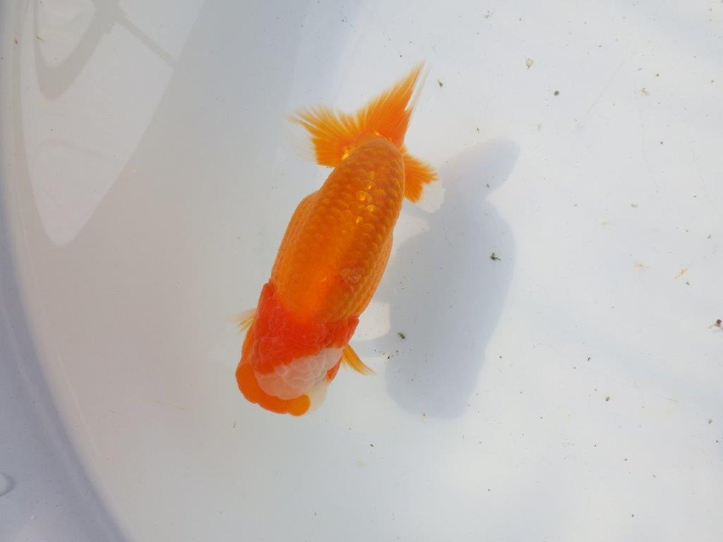 【 愛知超優良系統様】背幅があり種にもお勧めの明け二歳らんちゅう 約13㎝ オス？