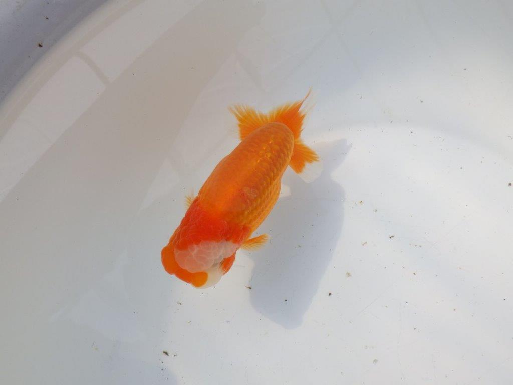 【 愛知超優良系統様】背幅があり種にもお勧めの明け二歳らんちゅう 約13㎝ オス？