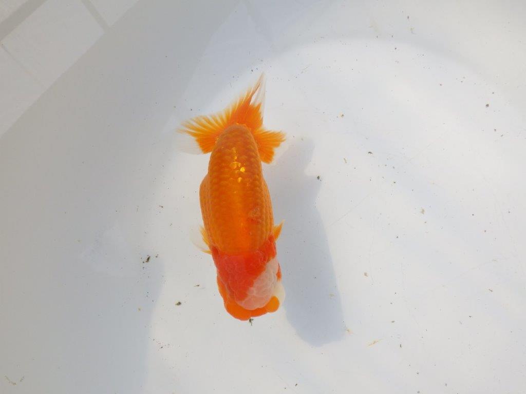 【 愛知超優良系統様】背幅があり種にもお勧めの明け二歳らんちゅう 約13㎝ オス？