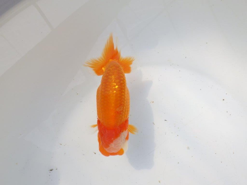 【 愛知超優良系統様】背幅があり種にもお勧めの明け二歳らんちゅう 約13㎝ オス？の上身