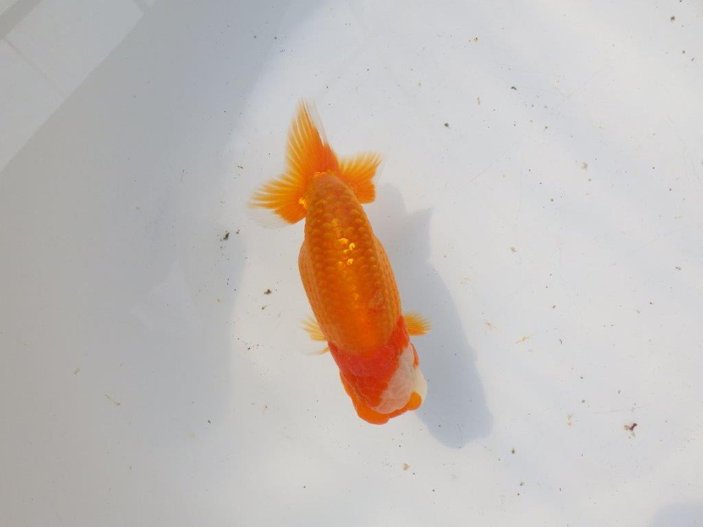 【 愛知超優良系統様】背幅があり種にもお勧めの明け二歳らんちゅう 約13㎝ オス？