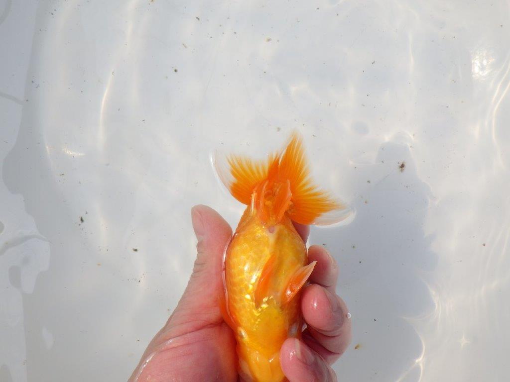 【 愛知超優良系統様】背幅があり種にもお勧めの明け二歳らんちゅう 約13㎝ オス？