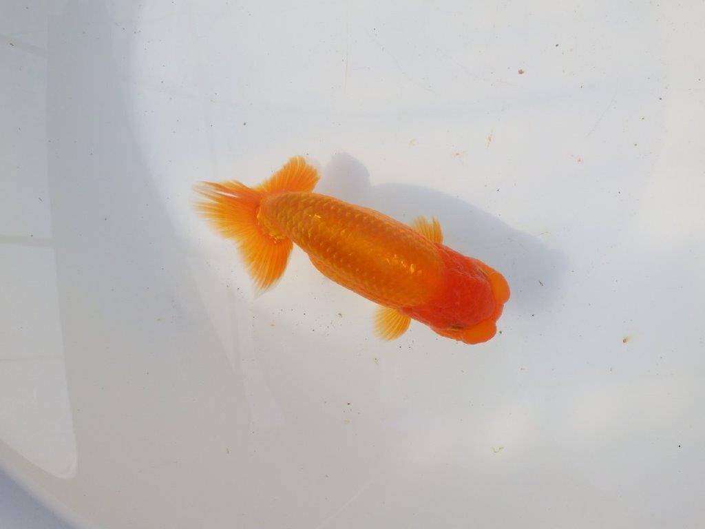 【 愛知超優良系統様】インパクトのある尾型！明け二歳らんちゅう 約15㎝ オス？