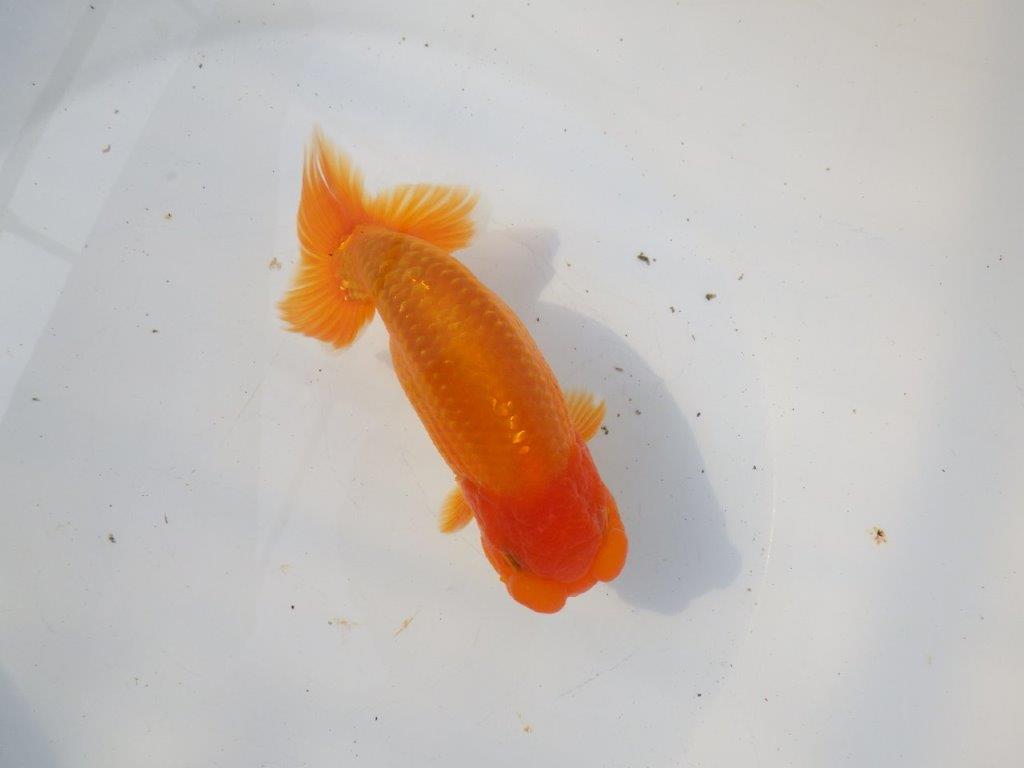 【 愛知超優良系統様】インパクトのある尾型！明け二歳らんちゅう 約15㎝ オス？