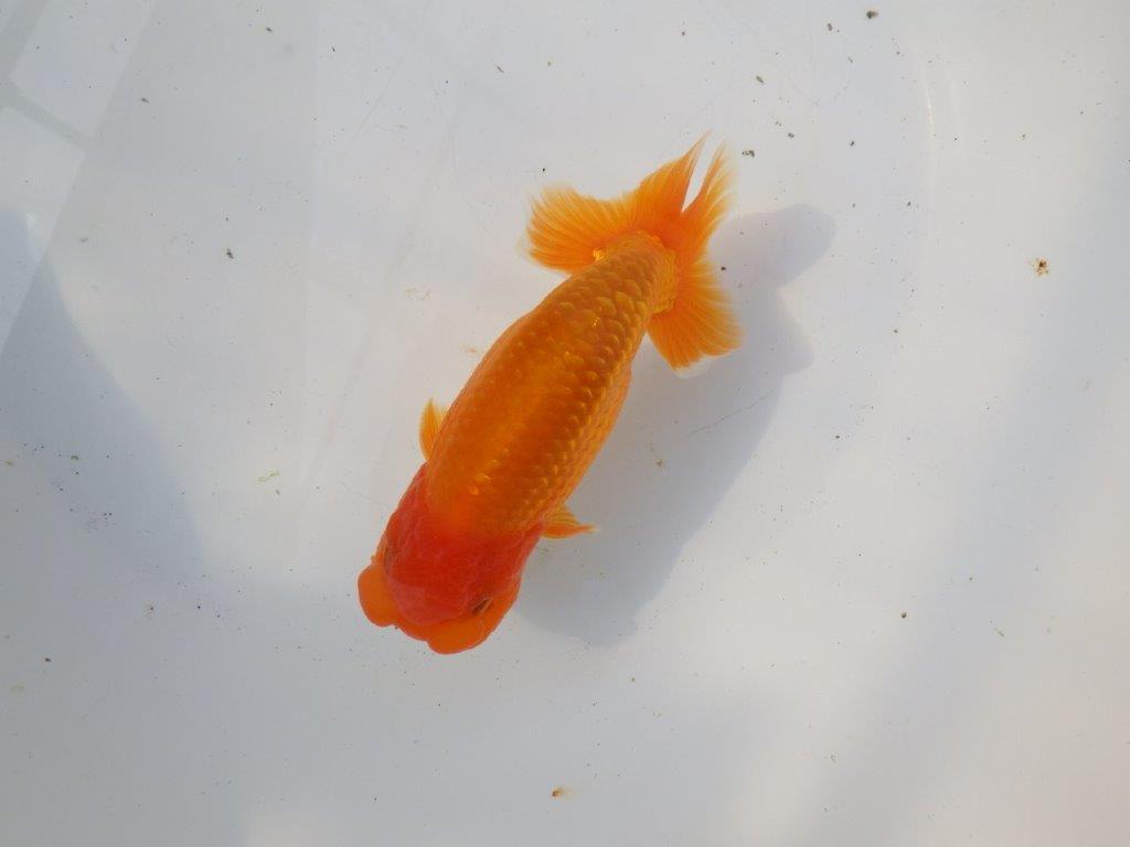 【 愛知超優良系統様】インパクトのある尾型！明け二歳らんちゅう 約15㎝ オス？の上身