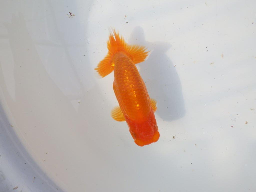 【 愛知超優良系統様】魅力的な尾型の明け二歳らんちゅう 約15㎝ オス？の上身