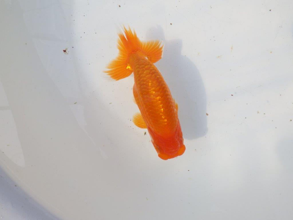 【 愛知超優良系統様】魅力的な尾型の明け二歳らんちゅう 約15㎝ オス？