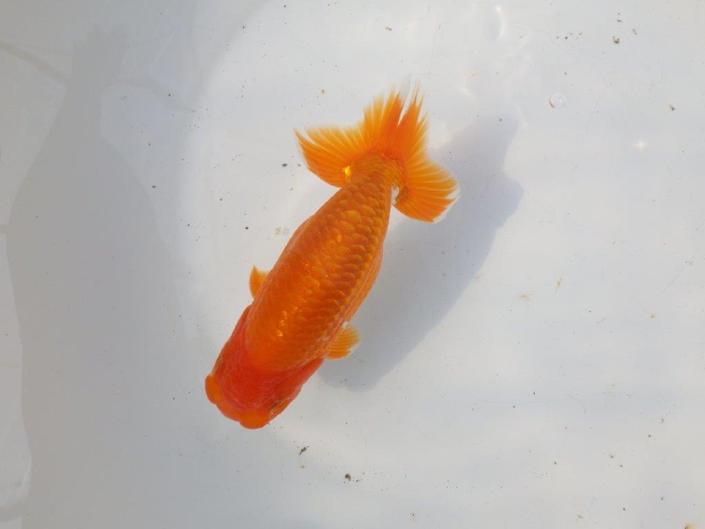 【 愛知超優良系統様】魅力的な尾型の明け二歳らんちゅう 約15㎝ オス？