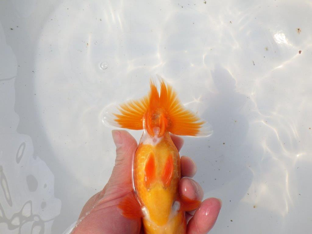 【 愛知超優良系統様】魅力的な尾型の明け二歳らんちゅう 約15㎝ オス？