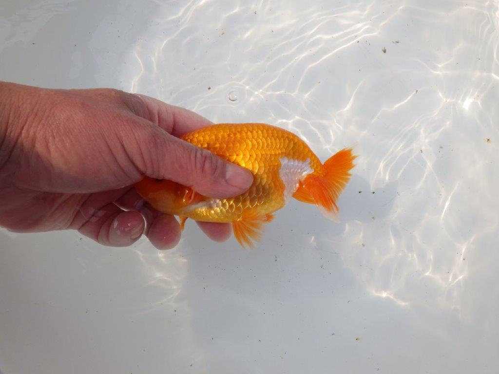 【 愛知超優良系統様】魅力的な尾型の明け二歳らんちゅう 約15㎝ オス？