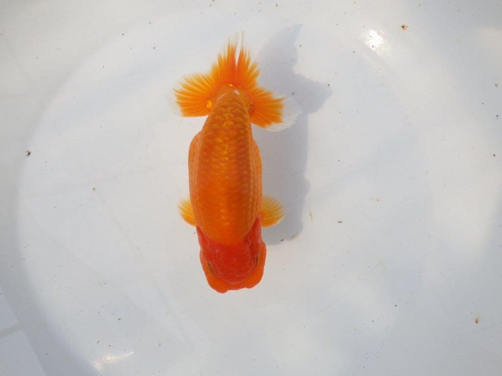 【 愛知超優良系統様】飼い込みお勧め！明け二歳らんちゅう 約16㎝ オス？の上身